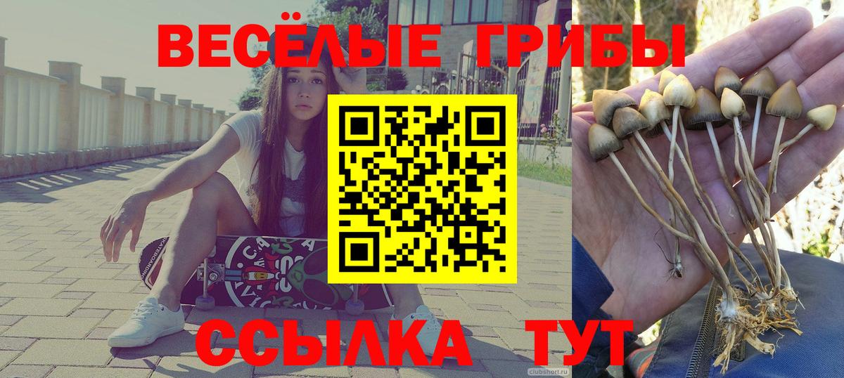 Псилоцибиновые грибы Psilocybine cubensis Конаково